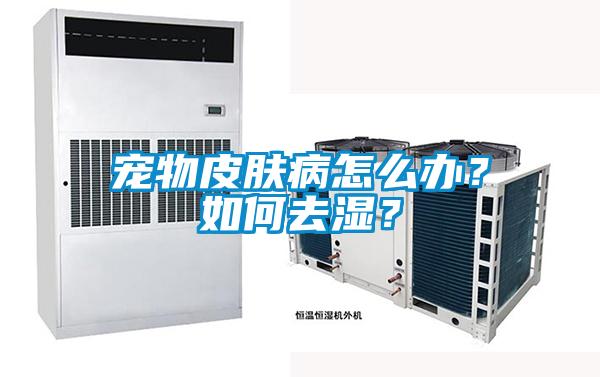 宠物皮肤病怎么办？如何去湿？