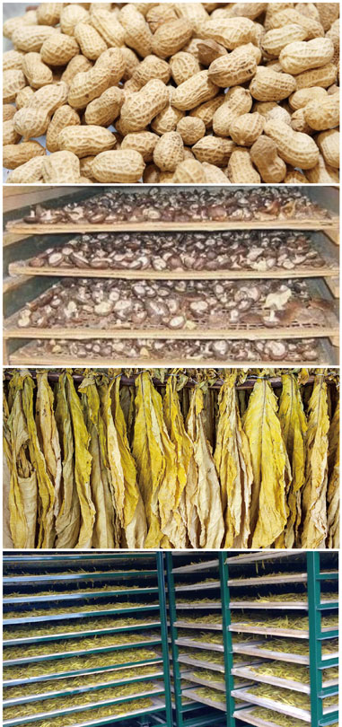  食用菌烘干处理污芭乐成人