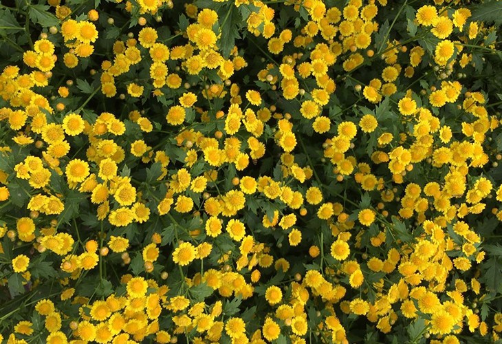 农场胎菊小菊花野菊花烘干芭乐APP下载官网入口新版